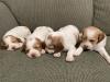 Female pups