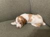 Male pup