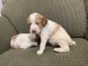 Male pup