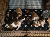 Puppies still available