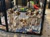 1 female and 2 males available. Going to new families August 26,2023