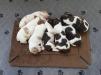 1 female and 4 males available. Going to new homes in October 2023