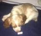 Casey’s #1-female-born-6-21-23