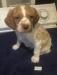 Molly’s #1-male-born-7-2-23