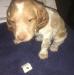 Molly’s #2-male-born-7-2-23