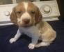 Molly’s #3-male-born 7-2-23