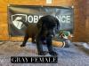Gray Female $1,000.00
