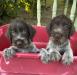 My boys! 