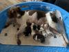 4 males, 4 females and Mom. 