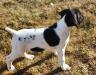 Available pup, "M2".