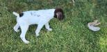 Available female, "F8".