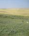 sire on sharp tailed grouse