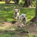 Puppies at 8 weeks old