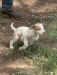 Running puppy, 8 weeks old