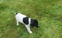 Female 5, showing style points at 8 weeks old.