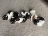 new litter at 2 weeks old