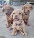 Purple collar female with two of her brothers 