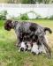 Pups feeding with mom.