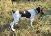 female GSP we call TOFU.  We raise quail, so she is already exposed to them and loves them.  She loves to retrieve, too!