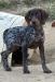 GSP #1 FEMALE WHELPED 5/30/23