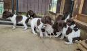 We raise quail, so they get a taste of live quail early on.  and some LIKED it at 4wks already!