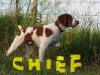 Sire Chief
