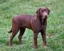 Ranger - Pup from most recent litter from this same breeding pairing.