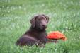 Ranger - Pup from most recent litter from this same breeding pairing.