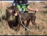 “Gunner” we call him is a 3yr old intact GSP that loves to hunt & be your buddy…special color— Chocolate

Akc registered…Has had shots …& wormed recently 

