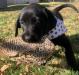 Mr. Green Retrieving Pheasant Wing.