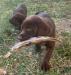 Mr. Blue Retrieving Pheasant Wing.  