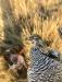 Dam hunting prairie chicken in SD