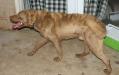 sire of younger pups is 130 lbs