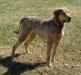 EAGLE HAVEN FAITH 
Breed: Chesapeake Bay Retriever
Color:  Light Dead-grass / tan-point
Sex:     Female (intact)          DOB: December 24, 2017
AKC Registered  
“AVID” Micro-Chipped
Health:  
•	Degenerative Myelopathy (DM) Test Score “A”
•	Current on Rabie Shot
Personality:  Faith is loving dog, who is a little timid at first, but very active. She would be ideal for farm life; active family, or empty nesters, or a single individual, who would enjoy a true companion.   Faith was raised at Eagle Haven; and she has never had a litter.  
