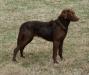 EAGLE HAVEN CAMRON
Breed: Chesapeake Bay Retriever
Color:  Brown
Sex:     Female (fixed)          DOB: April 26, 2017
AKC Registered 
“AVID” Micro-Chipped
Health:  
•	Degenerative Myelopathy (DM) Test Score “A”
•	Current on Rabie Shot
Personality:  Camron is loving and has a very sweet disposition.  She very active and loves to be with people.  She would thrive best as a single pet.  Camron would be ideal for farm life; active family, or empty nesters, or a single individual, who would enjoy a true companion.   Camron was born and raised at Eagle Haven; and she has had two litters.  
