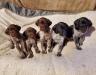 The male puppies