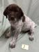 Male Puppy #1