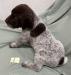 Male Puppy #1