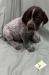 Male Puppy #2