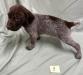 Male Puppy #3