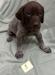 Male Puppy #3