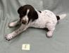 Male Puppy #5