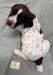 Male Puppy #5