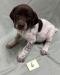 Male Puppy #6