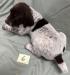 Male Puppy #6