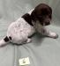 Male Puppy #6