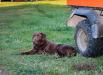 Ranger - Pup from most recent litter from this same breeding pairing.