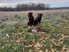 Dam Bruna and her mother Ula Pheasant hunting in Western PA