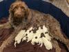 Cricket is a wonderful momma and well-loved! :) 