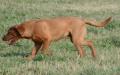 Hunter, the Sire.  Has produced some very athletic puppies.